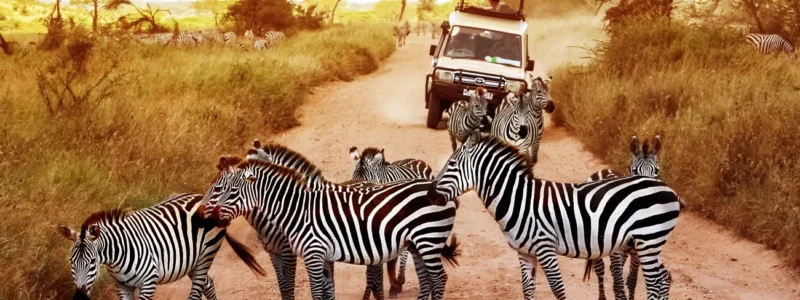 serengeti 2 12 Days Serengeti Masai Mara and Gorillas