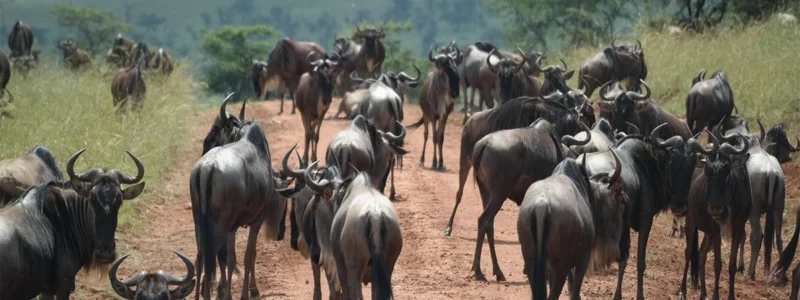 serengeti 12 Days Serengeti Masai Mara and Gorillas