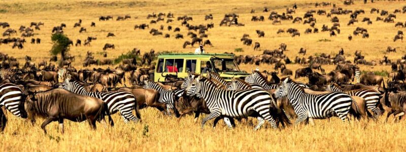 srengeti 12 Days Serengeti Masai Mara and Gorillas Itinerary