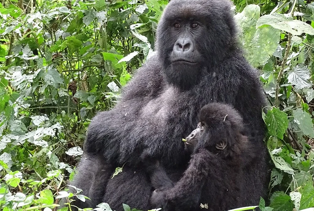 volcanoes 3 12 Days Serengeti Masai Mara and Gorillas