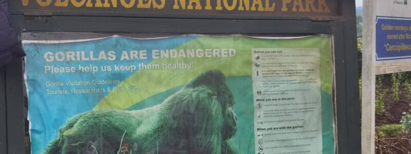 14 Days wildebeest migration gorillas and victoria falls