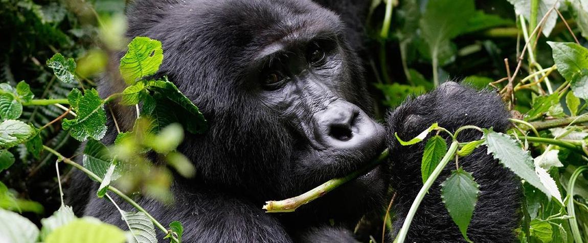 12 Days Serengeti Masai Mara and Gorillas