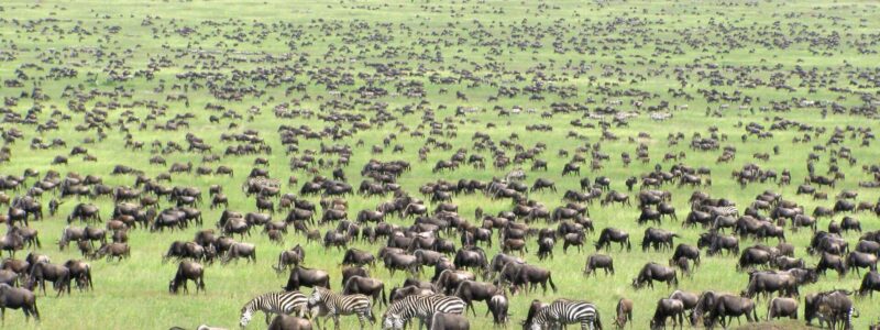 14 Days wildebeest migration gorillas and victoria falls