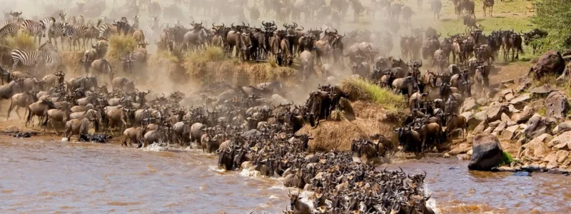 14 Days wildebeest migration gorillas and victoria falls
