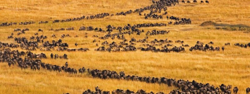 14 Days wildebeest migration gorillas and victoria falls
