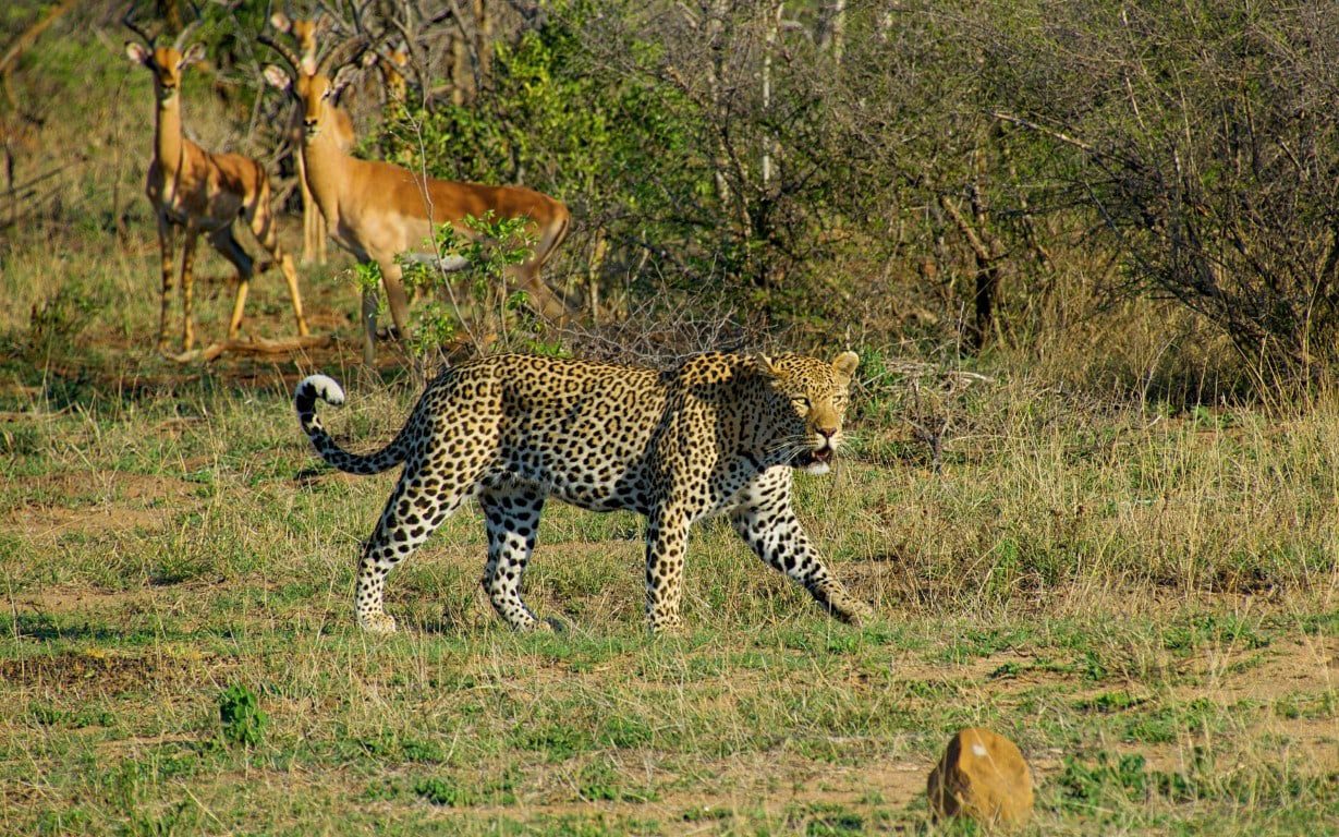 Why Go to Kruger National Park