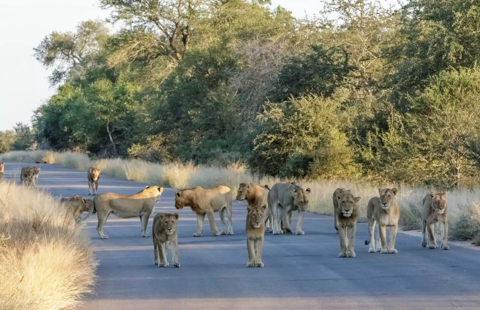 Kruger National Park Travel Advice